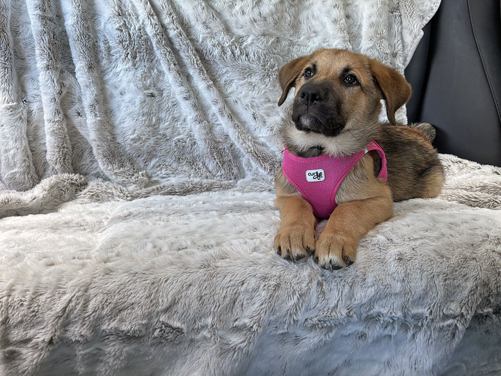 chinook puppy